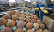 Ученые нашли новое полезное свойство яиц