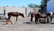 Табун лошадей отправили на штрафстоянку в Атырау