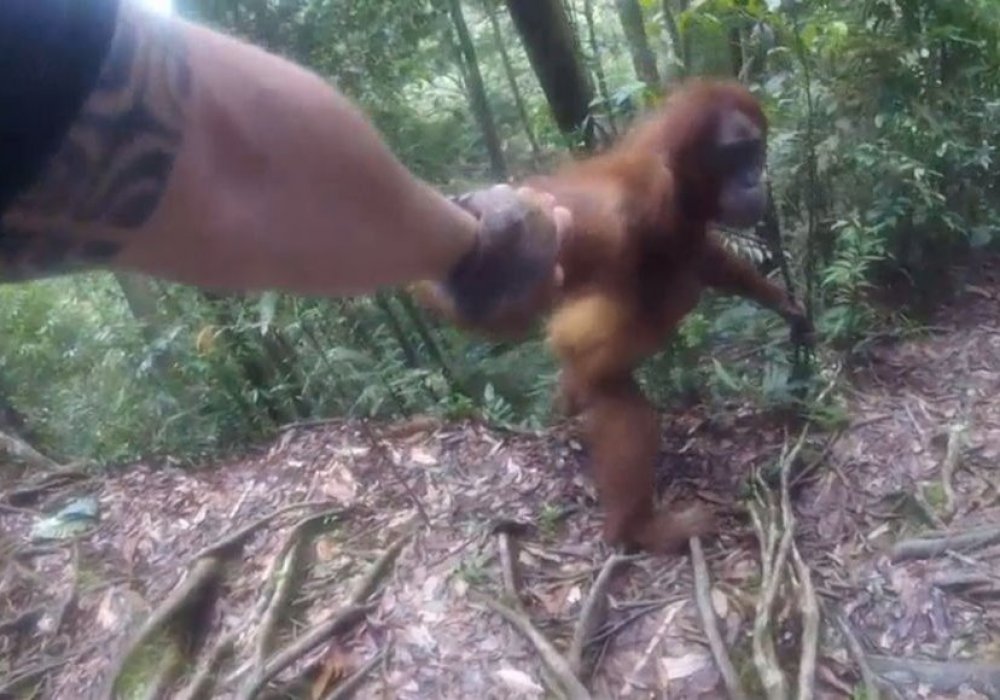 Кадр из видео Clingy Orangutan Gets Too Close For Comfort