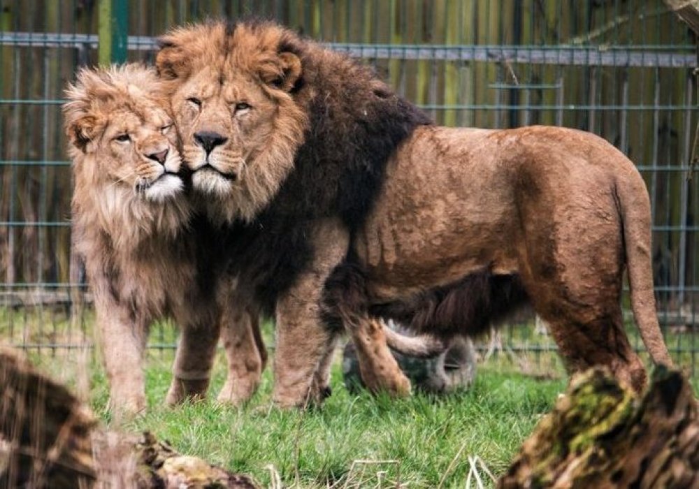 © Blackpool Zoo