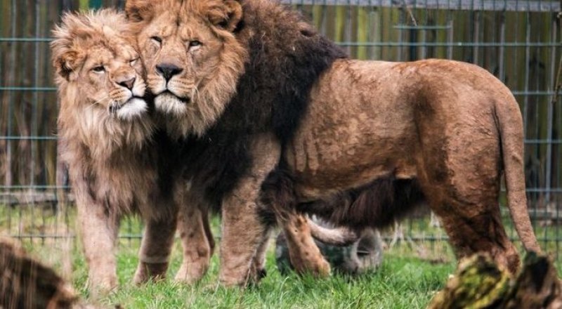 © Blackpool Zoo