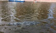 "Крокодила" запустили в реку в Астане