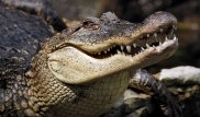 Крокодил откусил часть конечности справлявшему нужду американцу
