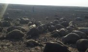 1500 овец сгорели вместе с пастухом в Костанайской области