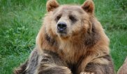 Пожилой японец отбился от медведя приемами карате
