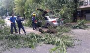 Большой карагач упал на припаркованный автомобиль в Алматы