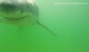 Ученым удалось снять на камеру момент атаки белой акулы