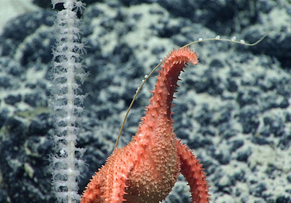 © NOAA