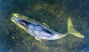 Застрявшему в устье реки киту в РФ помогли вернуться в Охотское море