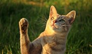 Пользователи Сети решают новую головоломку с котами