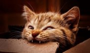 40 оголодавших кошек обглодали труп своего хозяина в России