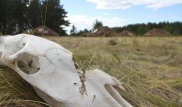 Казахстанский фильм о лошадях покажут в 50 странах мира