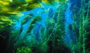 Водоросли стали причиной появления животных - исследование