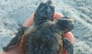 Черепаху с двумя головами нашли во Флориде