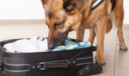 Перевозка наркотиков под видом бриллиантов: казахстанцы попали в тюрьму в Бразилии