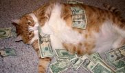 Американка оставила котам наследство в 300 тысяч долларов