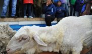 Российский футбольный клуб зарезал барана и прервал серию из 18 поражений