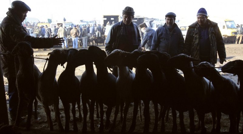 В Астане определены места жертвоприношения скота на Курбан-айт