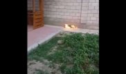 Полиция Караганды ищет живодеров, поджегших кошку