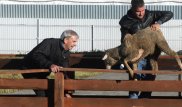 Жертвенный баран бегал по улицам Иваново в Курбан-байрам