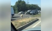 Бегущий по дороге баран в Алматы развеселил пользователей Сети