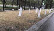 Побег из курятника. Пользователей Сети позабавило видео с курицами в центре Астаны