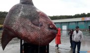 Редкий гость. Гигантскую рыбу-луну поймали на Курилах