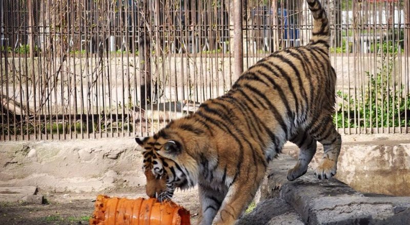 Амурский тигр по кличке Урман. Фото пресс-службы алматинского зоопарка