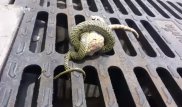 Смертельная схватка геккона и ядовитой змеи набирает популярность в Сети