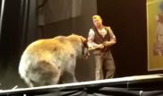 Нападение медведя на дрессировщика сняли на видео в России