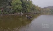 Схватка волка и лося случайно попала на камеру