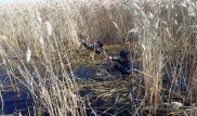 Тело пропавшего предпринимателя из Костанайской области нашли в камышах