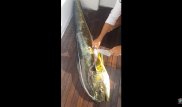 Поразительную находку сделали в желудке "золотого странника"