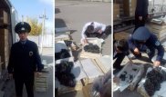 Зараженные виноград, хурму и яблоки везли из Кыргызстана в Казахстан
