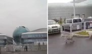 Козы на EXPO в Астане рассмешили пользователей Сети