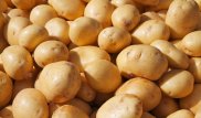 Почему казахстанский картофель дорожает и уходит в Узбекистан: Названа "справедливая" цена