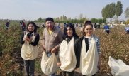 Звезд узбекской эстрады вывезли на сбор хлопка