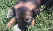 Неизвестные расстреляли 5 собак и 16 щенков в Акмолинской области