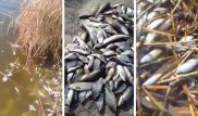 Жители Жезказгана просят помощи: массово гибнет рыба в реке Сарысу