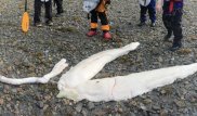 На берег Аляски выбросило неизвестного монстра из глубин
