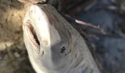 Разгадана тайна акул со съеденным мозгом, появившихся у берегов США