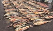 Более тонны осетровых изъяли у браконьеров в Атырауской области