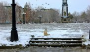 Лиса в центре города напугала жителей Житикары
