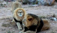Туристы-геи и демоны: Гомосексуализм львов объяснил кенийский чиновник