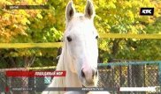 Еще один элитный скакун Тулешова умер в зоопарке Шымкента
