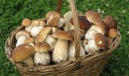Замедляющий старение продукт назвали ученые