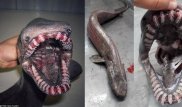 В Португалии поймана доисторическая акула