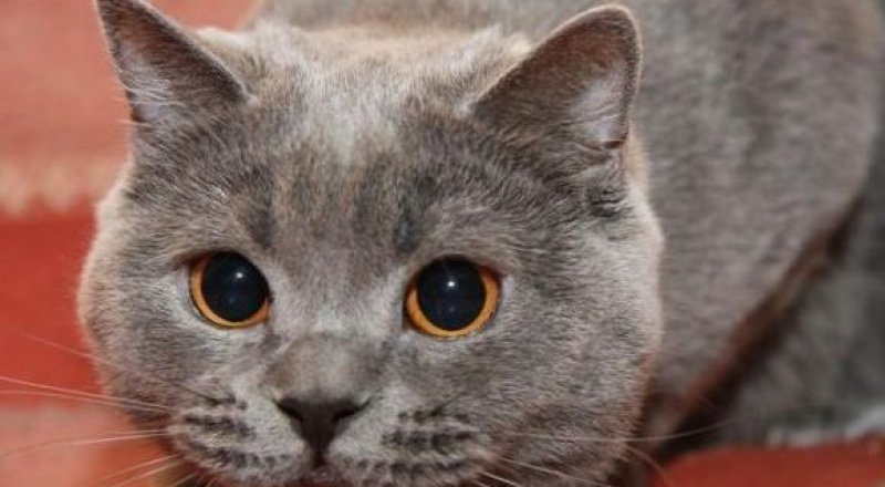 Фото с сайта cats-british.ru
