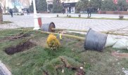 Посадку деревьев из Германии на алматинском Арбате объяснил автор проекта