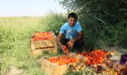 Как фермеры из Чилика снизят цены на прилавках Алматы